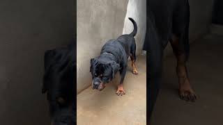 Shogun 🦍 rottweilerlove rottweilerpuppy rottweiler rottweilers pets rottweilerworld puppy [upl. by Marl412]