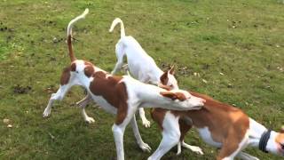 Podenco Ibicenco Playing [upl. by Nahsyar]