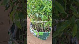 AGARWOOD PLANT PACKING FOR ODISHA plants agarwood [upl. by Eduard]