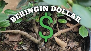 PENGENALAN BERINGIN DOLLAR GREEN ISLAND UNTUK PEMULA bonsai beringin beringindolar viral [upl. by Eylrahc]