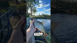 Każdy gatunek ryby na spining😱 ryby fishing ultralightfishing wędkarstwo wędkowanie [upl. by Arata798]