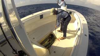 MATT LOFTON CHARTERS Mahi Fishing [upl. by Matazzoni557]