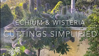 Echium amp Wisteria Cuttings Simplified [upl. by Hughes]