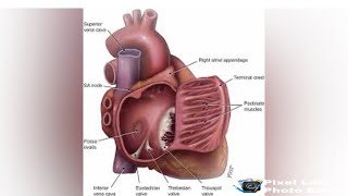 RIGHT ATRIUM ANATOMY  External Features and Internal Features of Right Atrium [upl. by Fowle799]