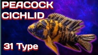 9 Amazing Types Of Peacock Cichlids Fish Rare And Commen Peacock Cichlids Fish A to Z [upl. by Attelrac]