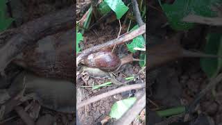 Foot size snail wildlife nature giantsnails shortsfeed youtubeshorts shorts [upl. by Vere]