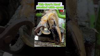 This Cows Hoof cracked wide open tiktok fyp viral cow hoof hoofcare hoofpicking hoofcleaning [upl. by Inahc]