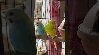 Discover the Joy of Budgie Sounds 🎉 BirdEnthusiastsquot 🦜KichirMichir [upl. by Stochmal]