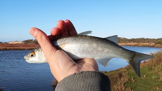 How To Catch Mullet Fishing for Live Baits [upl. by Aener]