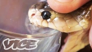 Getting High Injecting Snake Venom [upl. by Konstance624]