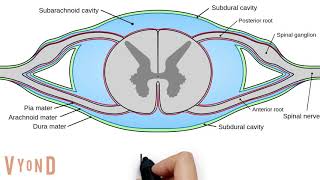 Spinal Cord Anatomy V30 [upl. by Elacsap]