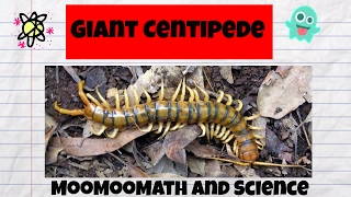 Giant Centipede Facts [upl. by Ytirev]