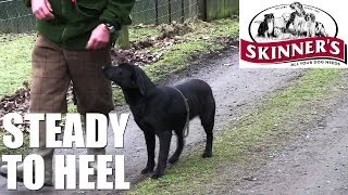 Gundog training tips  Steady to heel [upl. by Hamal]