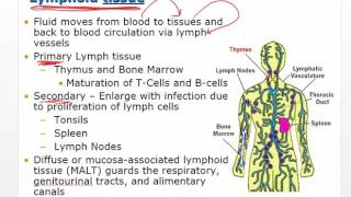 Chapter 11 Video Disorders of Leukocytes [upl. by Ynnos467]