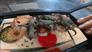 Cyclura Juveniles Being Socialized [upl. by Roque]