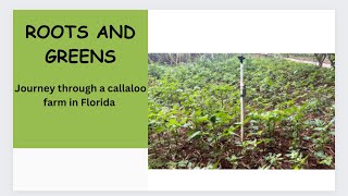 ROOTS AND GREENS  journey through a callaloo farm in Florida [upl. by Inness]