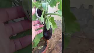 Talong sa paso nakatanim vegetablerecipes vegetable viralvedio [upl. by Hgielrac]