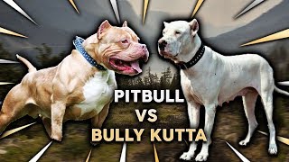 Pitbull vs Bully Kutta [upl. by Harts783]