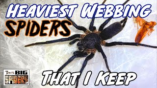 The Most Heavily Webbing Spiders I Keep [upl. by Eimarej]