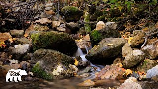 Calming Creek White Noise RestStudyMeditate 4K Mountain Music  Pachamama Love Autumn [upl. by Alyled815]