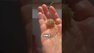 Is my Pet Horseshoe Crab Alive [upl. by Acireit]