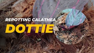 Repotting calathea dottie  Calathea care [upl. by Asilrac878]