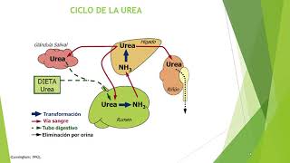 Sistema Digestivo en Rumiantes [upl. by Saks]