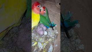 Mini vlogs with birds 🦜 birds breeding tips minivlog parrot birdslover birds [upl. by Thamora]