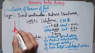 Anatomy of Dorsalis Pedis Artery l abhishekghoolibmcri [upl. by Eirene]