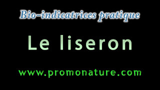 Conseil jardinage de Gérard Ducerf  le Liseron [upl. by Namreg]