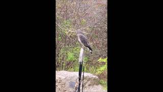 Broad Winged Hawk at Carbon County Environmental Education Center [upl. by Alekin]