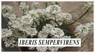 IBERIS SEMPERVIRENS O RASPO  COME COLTIVARLA E COME PRENDERCENE CURA IN MANIERA EFFICACE [upl. by Gere]