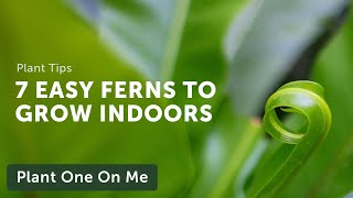 7 EASY FERNS to Grow Indoors — Ep 190 [upl. by Ecydnak]