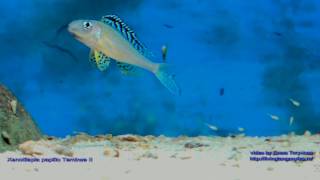 Xenotilapia papilio Tembwe II with fry [upl. by Atinna]