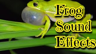 Frog Sound Effects [upl. by Cutlor565]