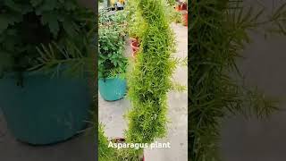 Asparagus plant music garden houseplantchannel gardenflowers subscribe [upl. by Willtrude535]