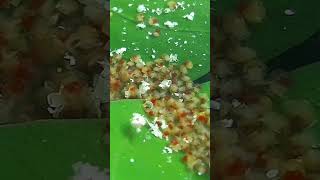 Snail Eggs Golden Snail Crushed invasive Apple Snail eggs Snail Eat vegetables winged Bean🌕🐌 [upl. by Notniw]