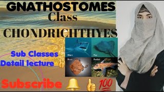 GNATHOSTOMES CLASS CHONDRICHTHYES Subclass ElasmobranchiiSharksRaysHolocephaliRatfishes [upl. by Nivahb710]