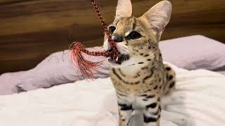 Serval Cat Playing on a Bed [upl. by Ephrayim]