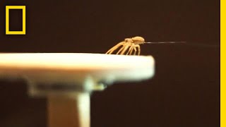 Spiders Spin Balloons to Fly Away  National Geographic [upl. by Gayl]