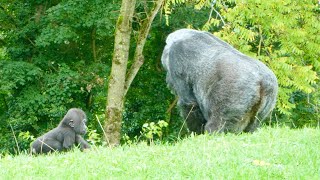 Gorilla Mother Always Keeps an Eye on Her Baby [upl. by Erv]