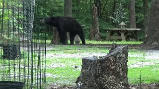 Young bear foraging in Patrick County Virginia 27 July 2024 [upl. by Ehr]