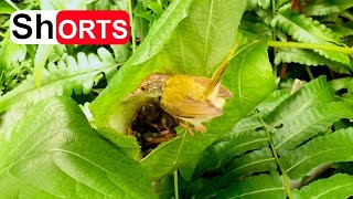 Small Birds Feeding Their Babies in the Nest – Mom Feeding Baby Tailorbirds Bird Watching [upl. by Kelula]