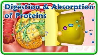 Digestion amp Absorption Of Proteins Animation  USMLE Step 1 [upl. by Yelserp5]