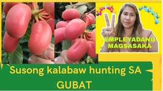 Exploring in a mini foresthuntingNALIGAW SA GUBATSUSONG KALABAWUVARIA RUFAHUNTING RIPE GUAVA [upl. by Zales]