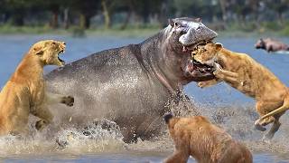 90 Craziest Animal Fights of All Time 2024 [upl. by Cindi133]