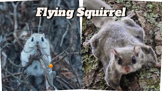 Flying Squirrel – The Masters of the Night Sky [upl. by Pfosi335]