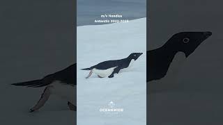 Hondius  Antarctica 202223 [upl. by Rambert]