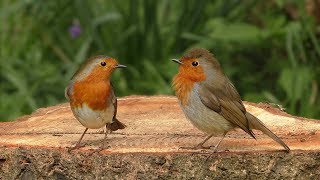 BEST Videos for Cats to Watch Birds  The Woodland Bird Table  8 HOURS [upl. by Hach503]