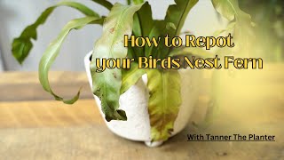 Birds Nest Fern Repot [upl. by Gothar]